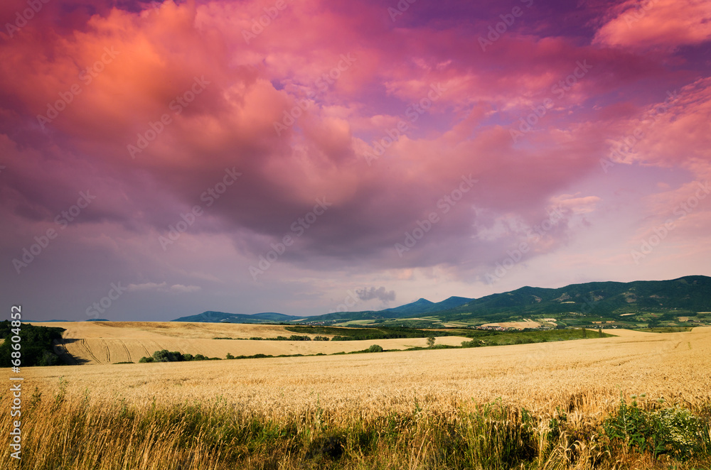 Fototapeta premium wheat in the night