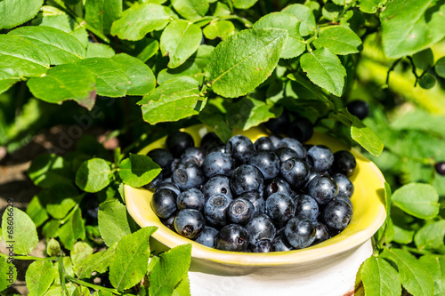 blueberries, blue berries in the forest, blueberry cake, taste