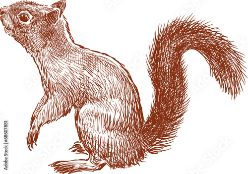 nimble squirrel