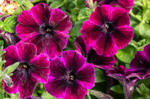 Purple petunia flowers with stripes © zigzagmtart