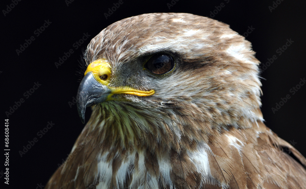 Detailed view of the bird's head - falcon Detailed view of the bird's head - falcon