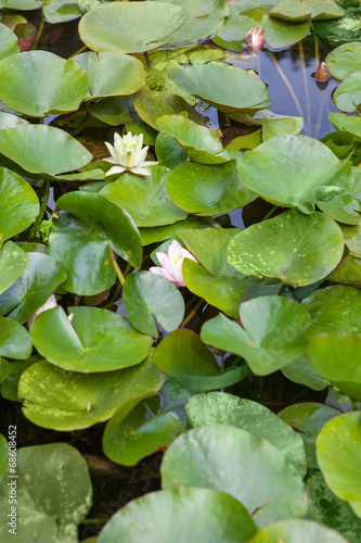 Beautiful white and pink waterlily or lotus flower in pond