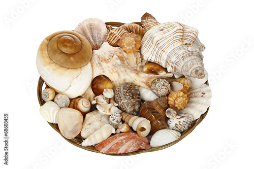 basket of seashells photo