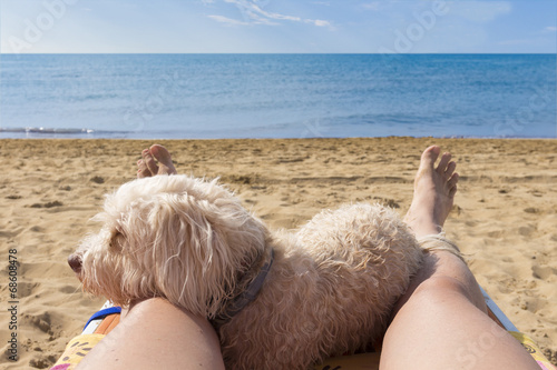 Dog on the beach