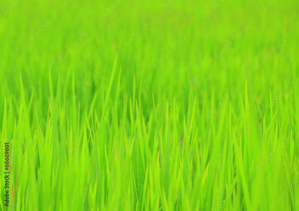 Fresh green grass Fresh green grass