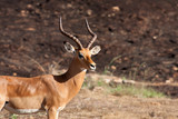 Impala maschio adulto