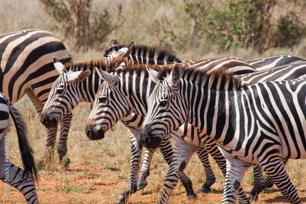 Naklejka premium Zebre di corsa