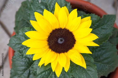 Fototapeta Naklejka Na Ścianę i Meble -  Closeup of a sunflower in a pot outdoors