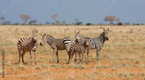 Tsavo zebre nela riserva