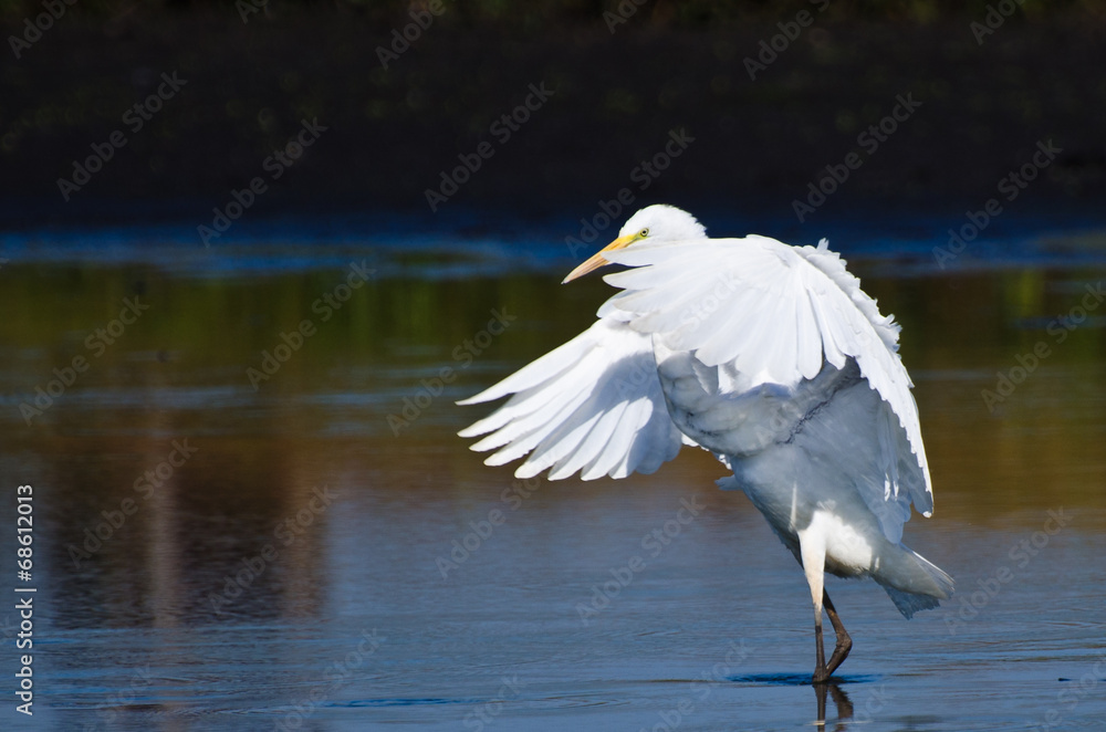 Great Egrets Landing in Shallow Water Great Egrets Landing in Shallow Water