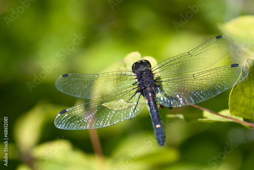 Dragonfly With Transparent Wings Perched on End of Twig