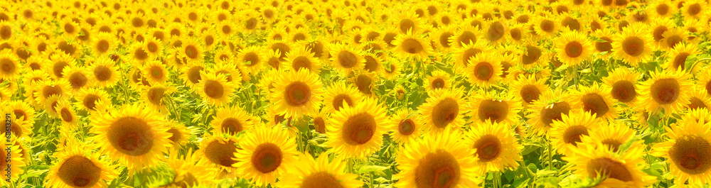 Sunflowers - obrazy, fototapety, plakaty 