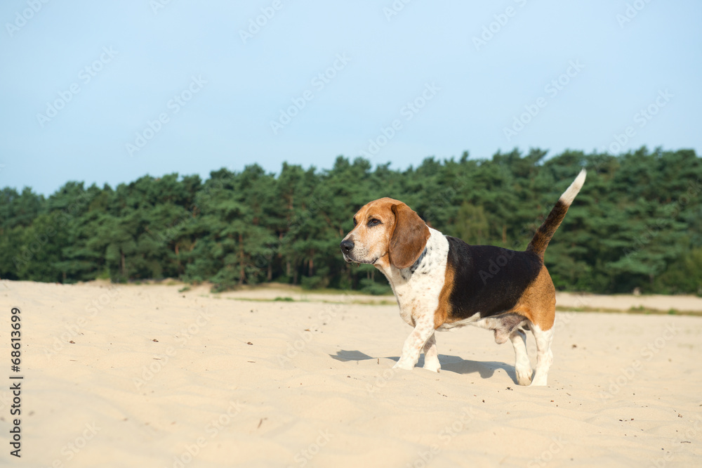 Beagle outdoor