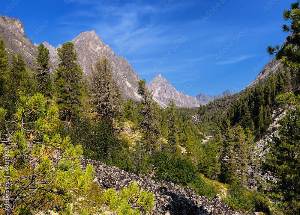 Mountain forest in East Sayan