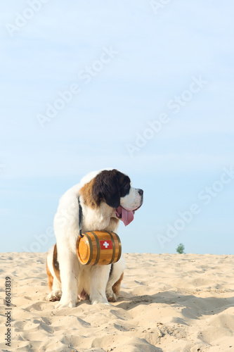 Fototapeta Naklejka Na Ścianę i Meble -  Rescue dog with barrel