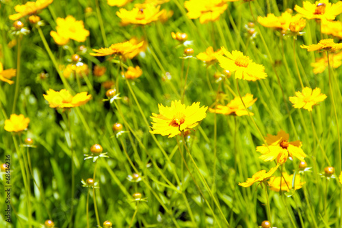 Beautiful wild flowers and butterfly, outdoors