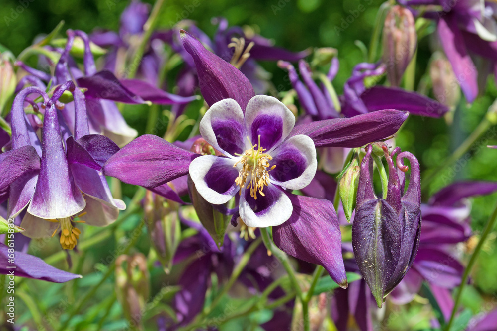 Naklejka premium Akelei - Aquilegia