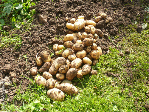 Kartoffelernte im Bioanbau photo