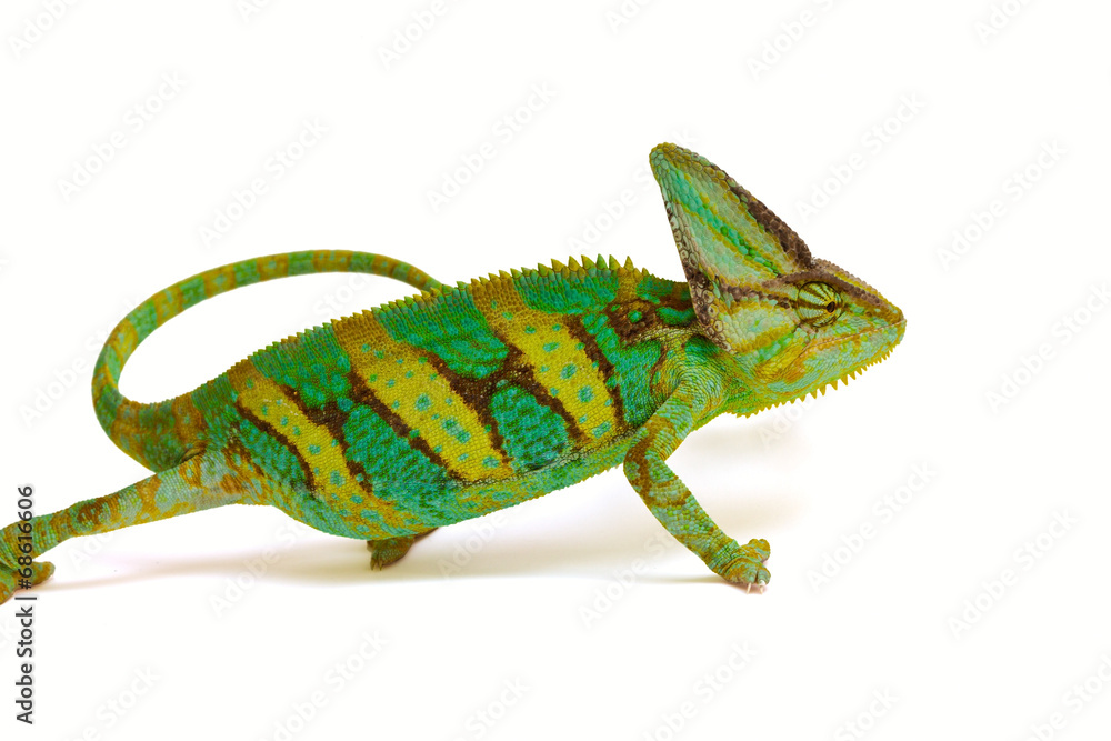 Obraz premium chameleon