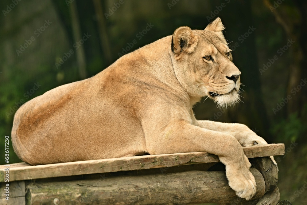 Fototapeta premium Portrait of a female lion