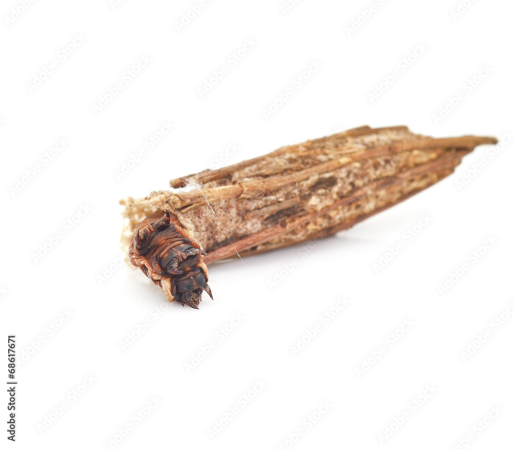 insect cocoon caterpillar