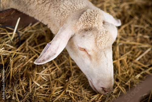 sheep eating