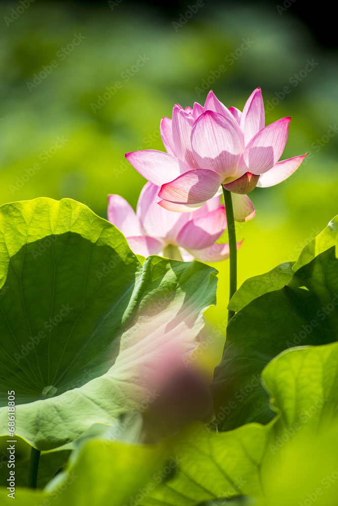 Obraz premium 大賀蓮咲き乱れる