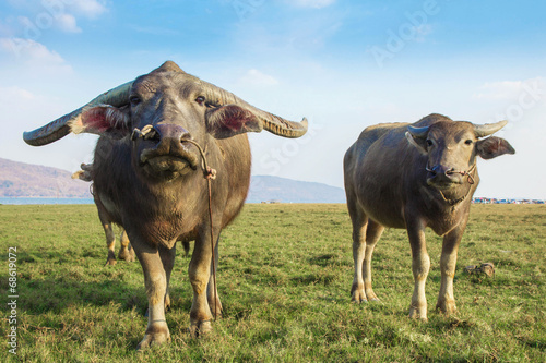 Water buffalo standing on green grass photo