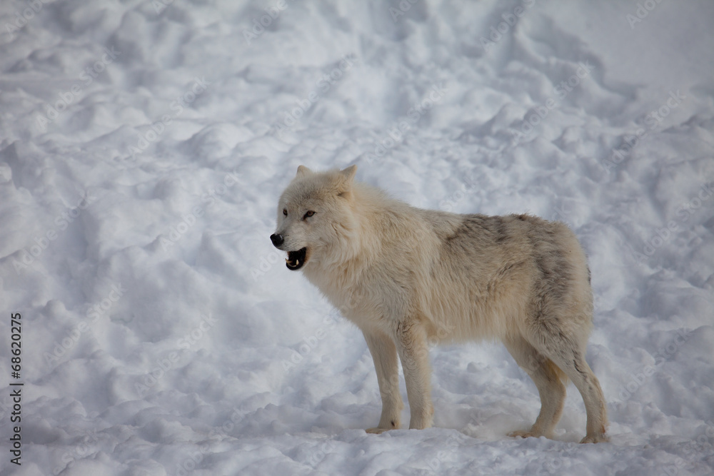 Obraz premium Wolf in the winter and snow