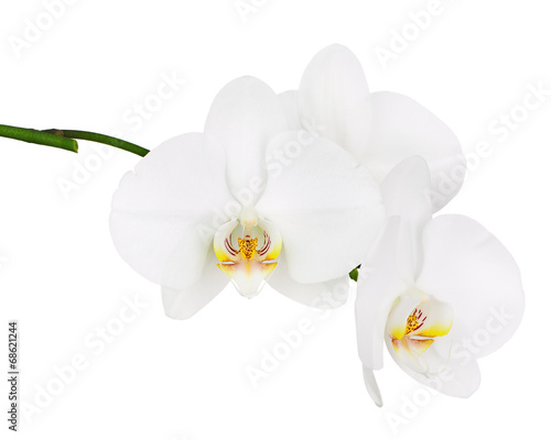 Fototapeta Naklejka Na Ścianę i Meble -  Six day old white orchid isolated on white background.