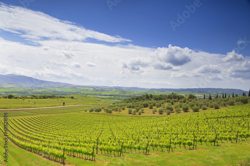 The Vineyards Of Tuscany. Italy