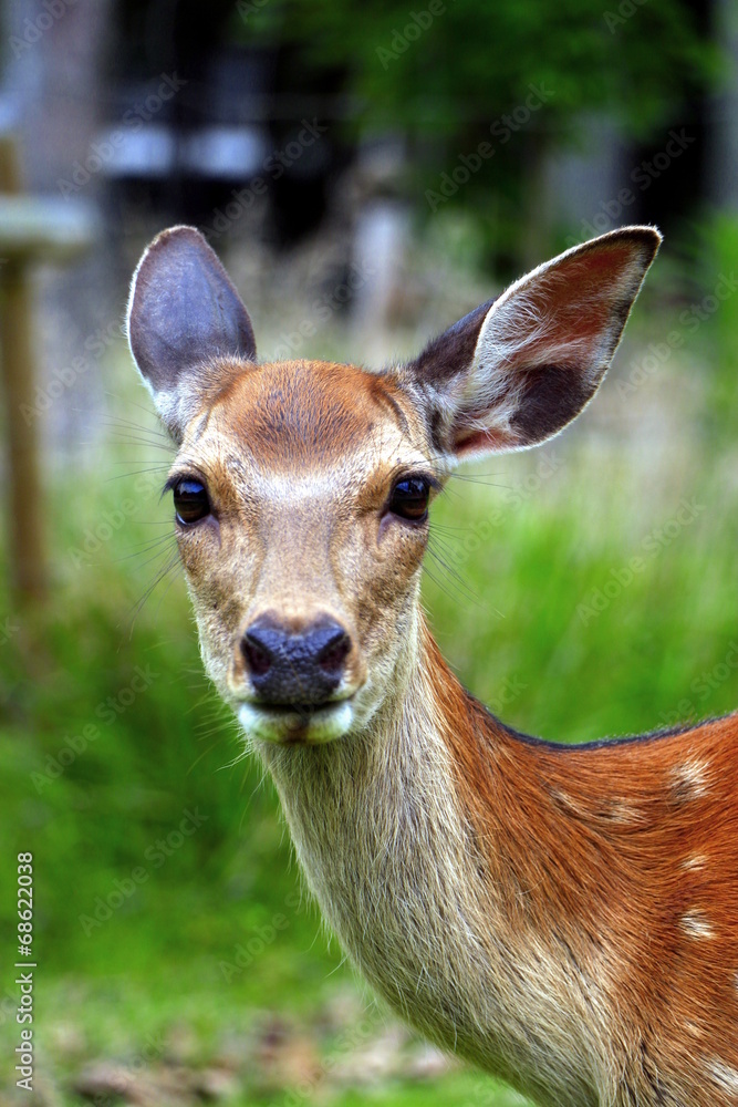 A deer at Nara deer park, Japan A deer at Nara deer park, Japan