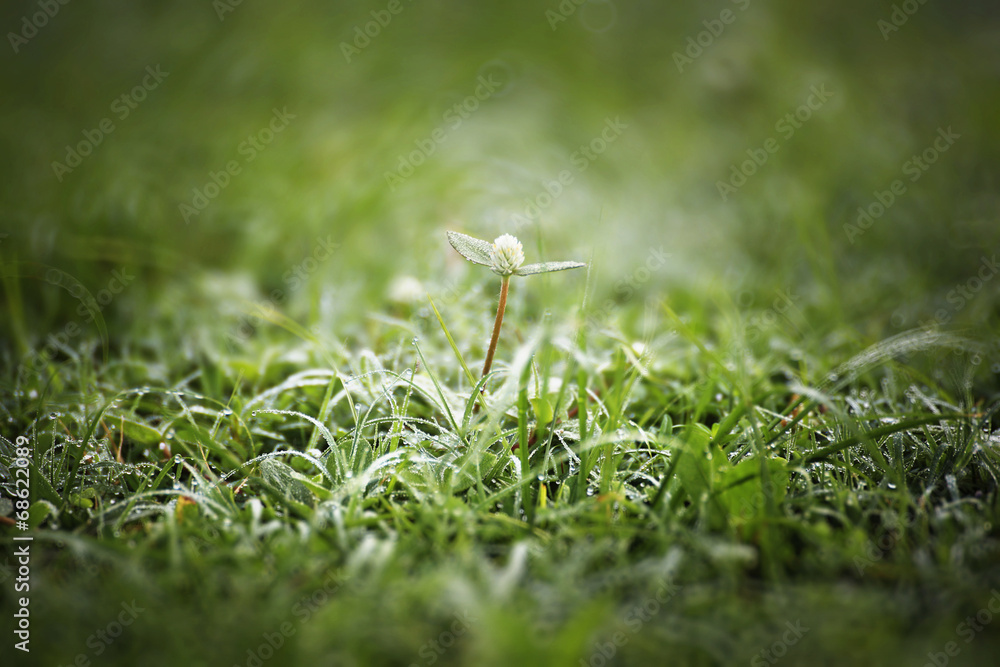drops of morning dew on a green grass drops of morning dew on a green grass