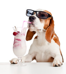 cute dog in sunglasses drink cocktail