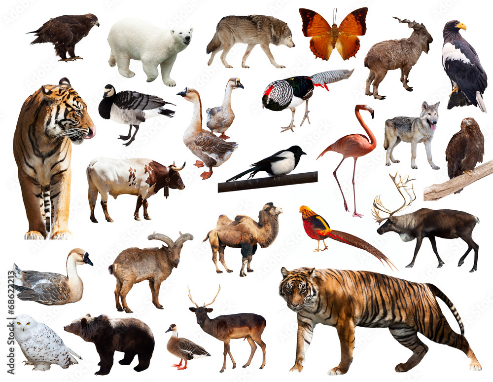 Obraz premium Asian fauna