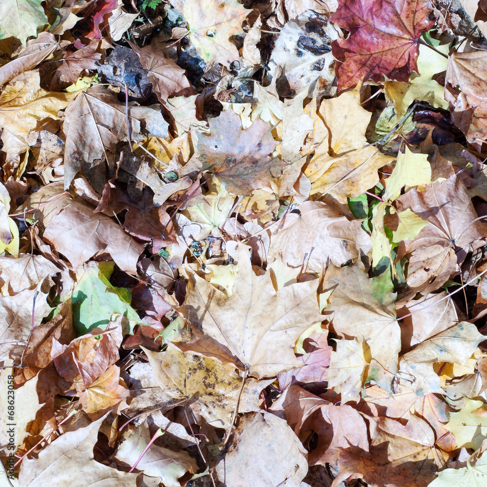 dry leaves on the floor in autmn
