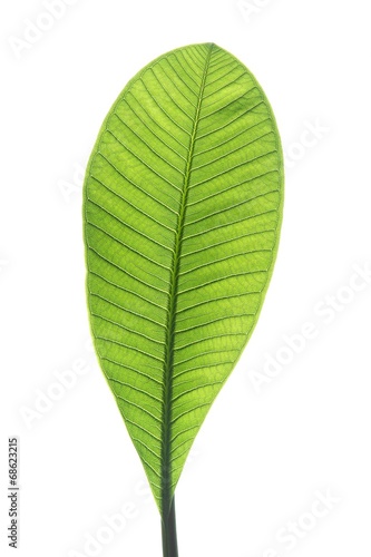 Plumeria leaf