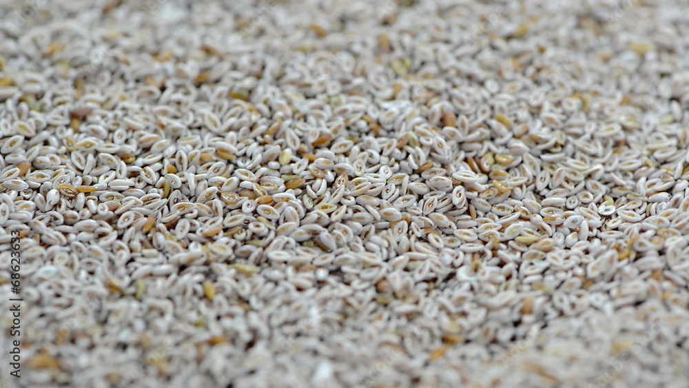 Psyllium Seeds (loopable) Psyllium Seeds (loopable)