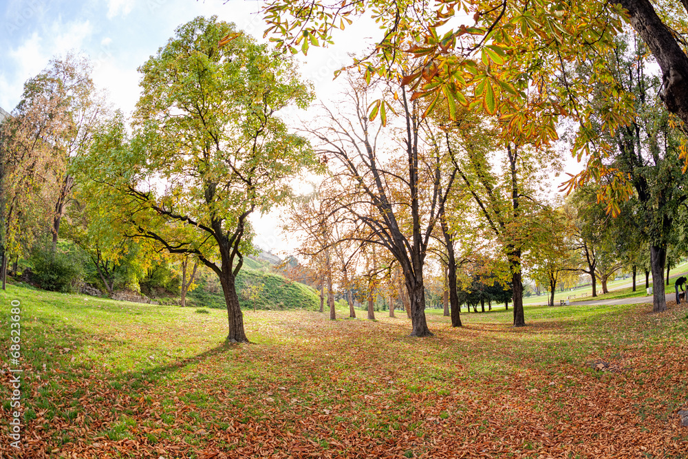 Naklejka premium trees with fallen leaves