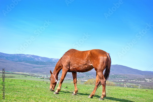 horse on field