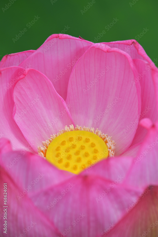 蓮花 大輪 蓮花 大輪