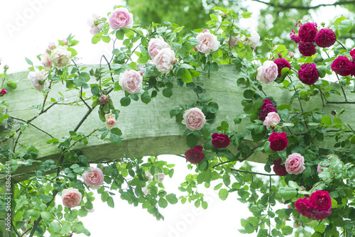 バラのアーチ バラ バラ園 ローズガーデン Stock 写真 Adobe Stock バラのアーチ バラ バラ園 ローズガーデン Stock 写真 Adobe Stock