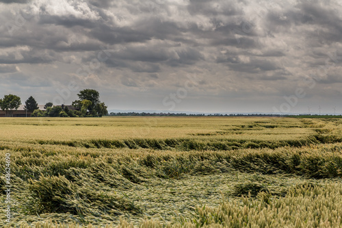 Getreidefeld bei Sturm