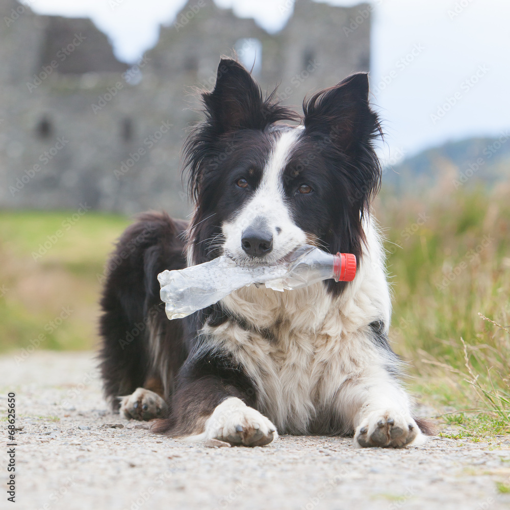 Fototapeta premium Border collie sheepdog waiting