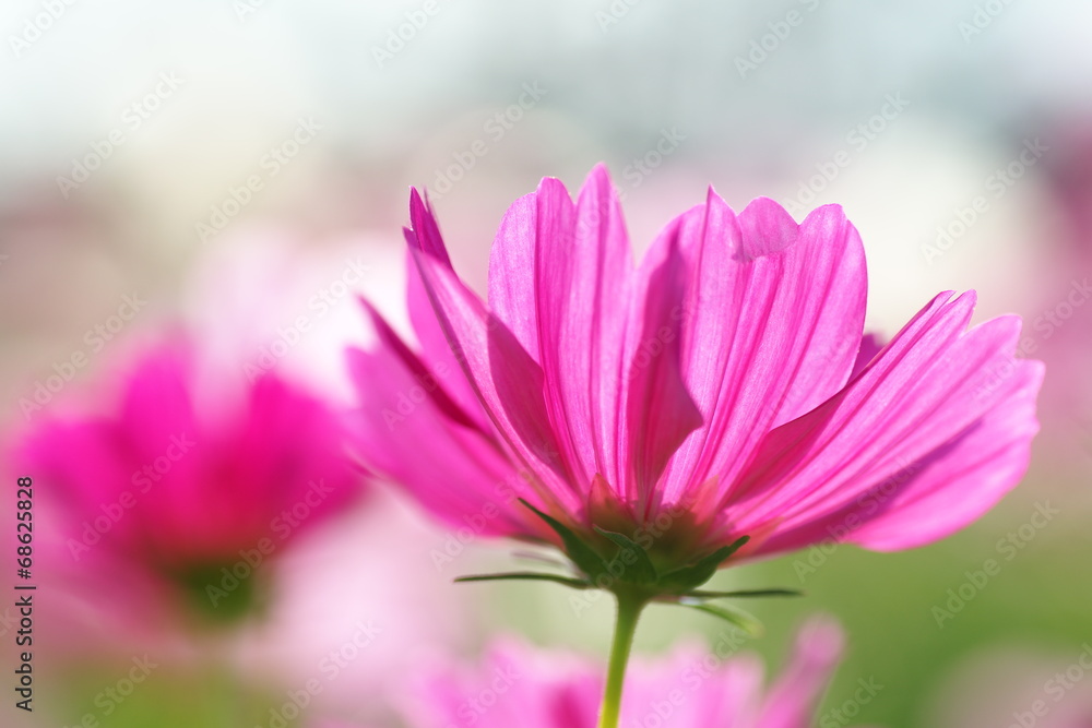 Obraz premium 秋桜