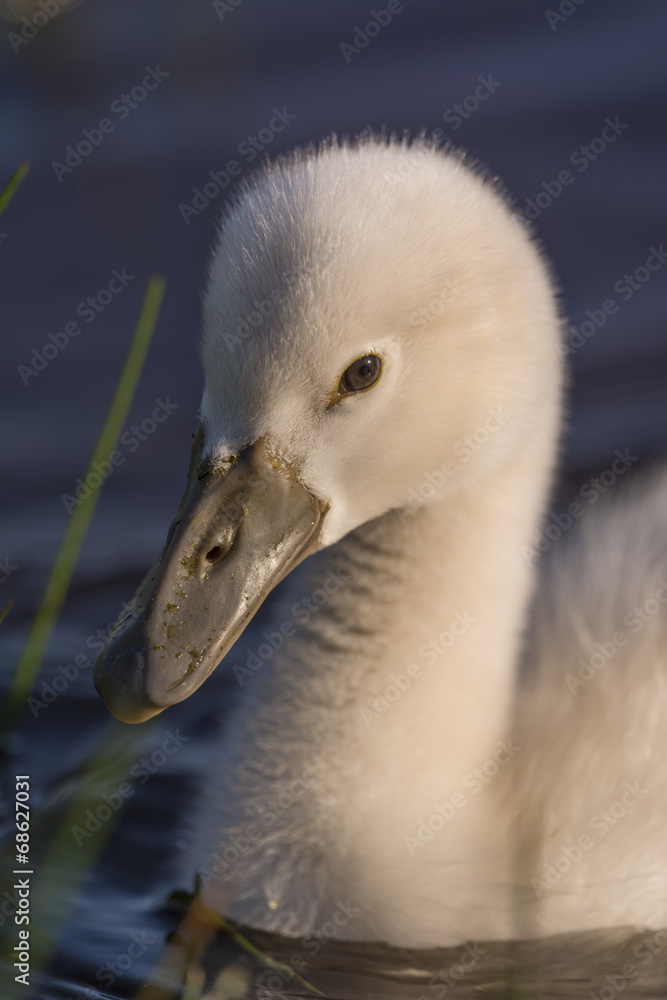 Envol d'un cygne tuberculé sur les étang de la Bassée e, Baie Envol d'un cygne tuberculé sur les étang de la Bassée e, Baie