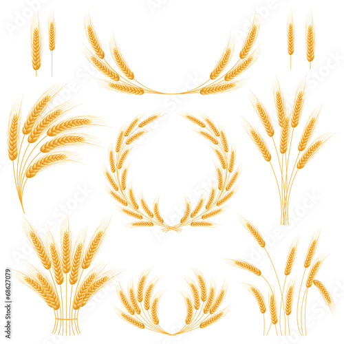 Ripe Ears wheat set. Isolated detailed template.