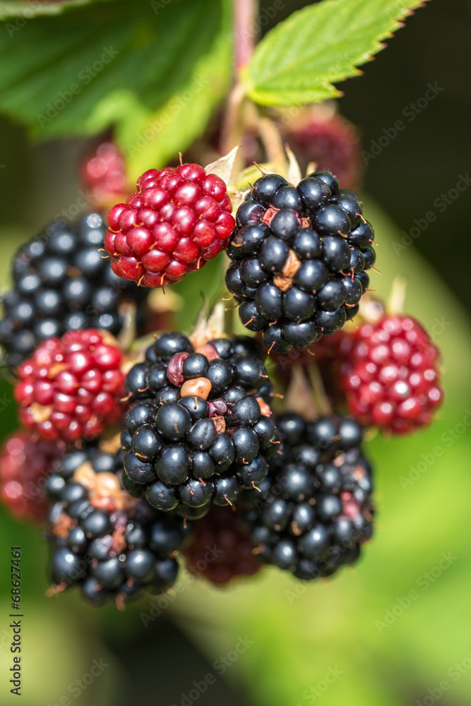 blackberries blackberries