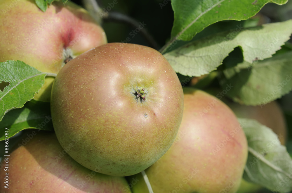 äpfel 71