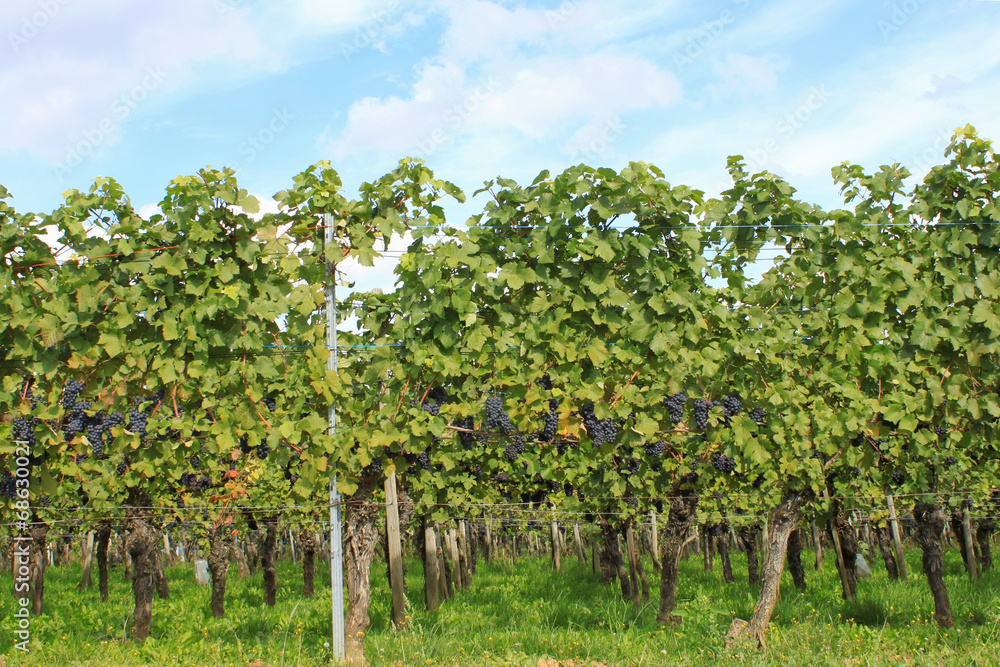 Naklejka premium Weinberge